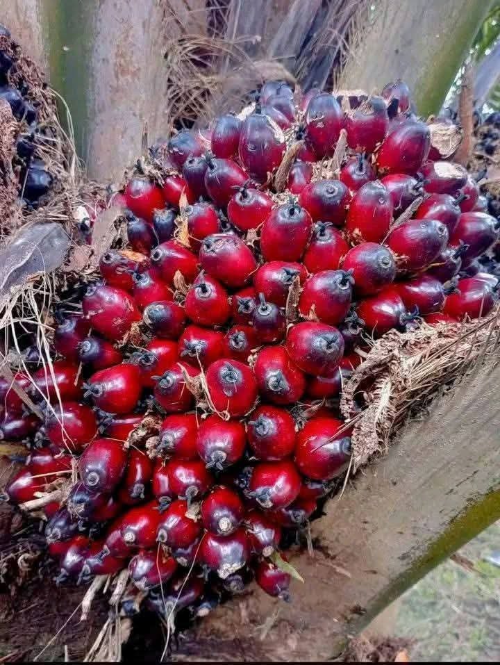 Harvested red palm fruit