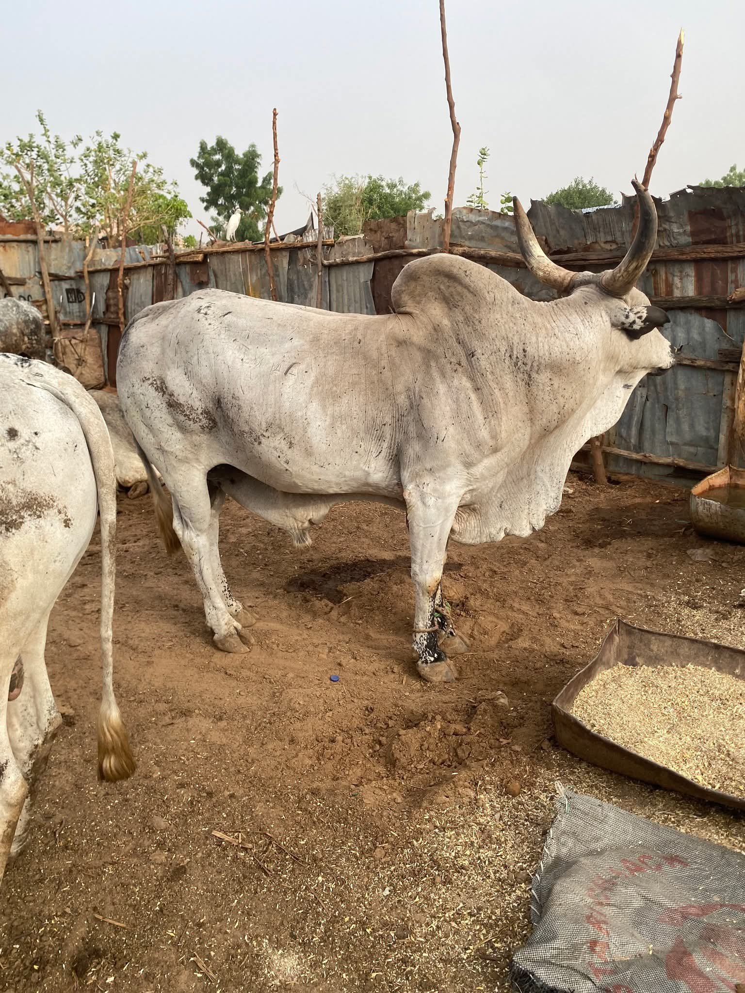 Prize indigenous cattle specimen evaluated during field inspection.