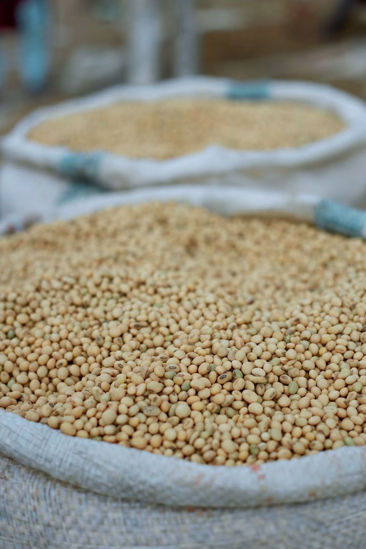 Sesame seed procurement