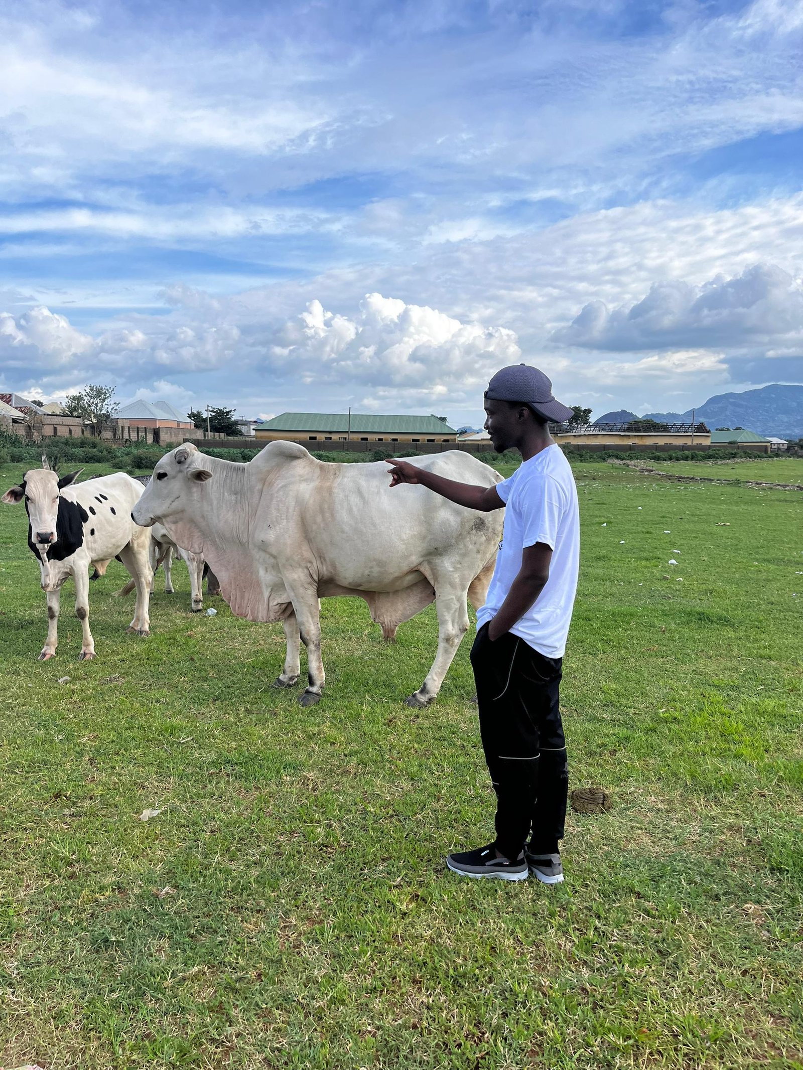 Cattle on open pasture from the Nova Prime field archive