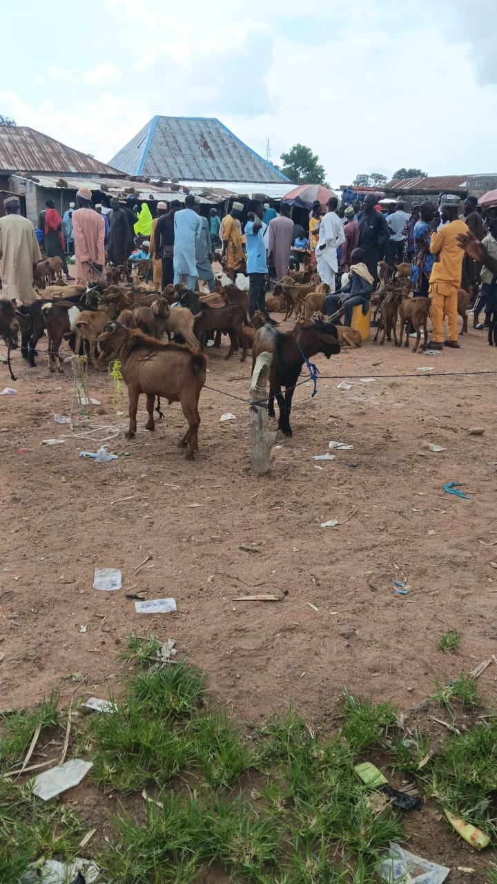 Goats gathered at a livestock market