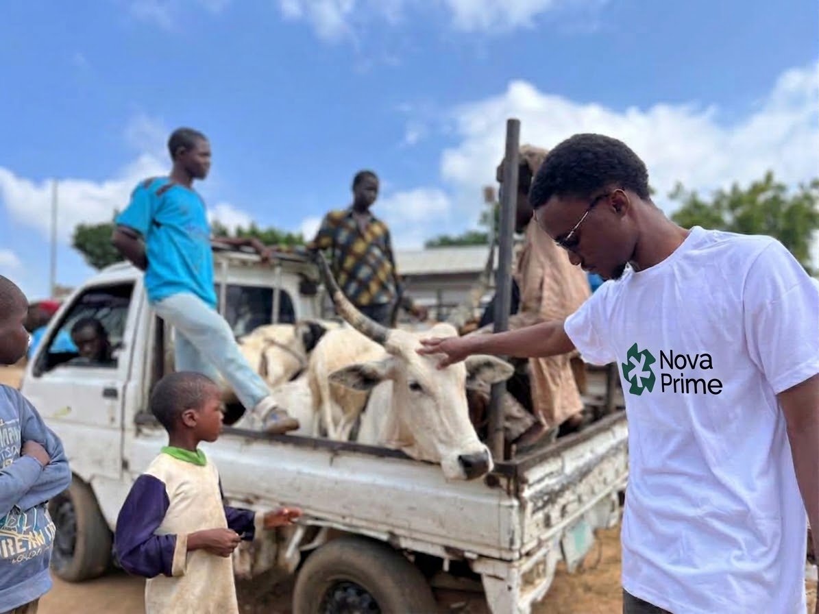 Nova Prime shirt worn during a livestock market visit