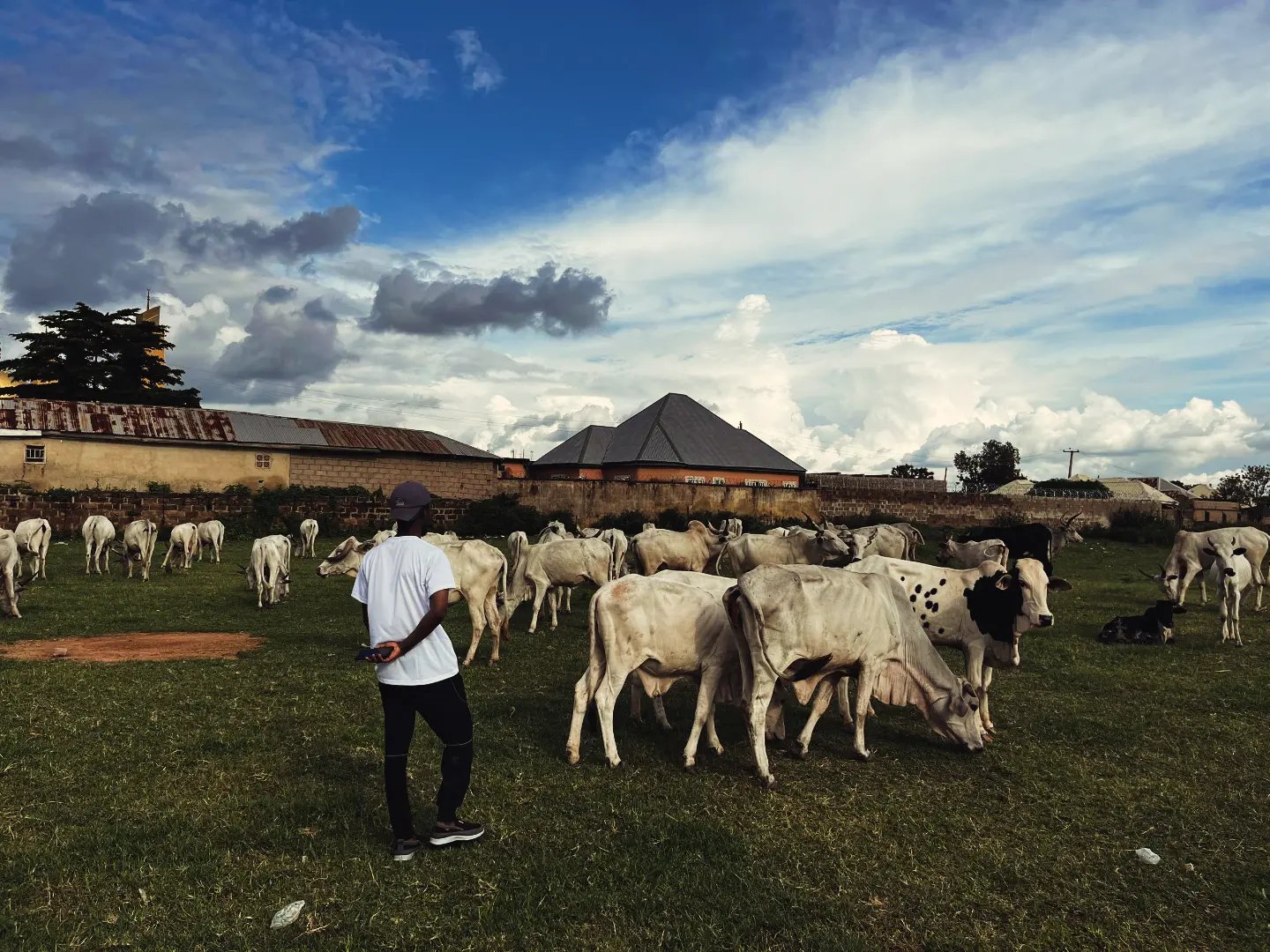 Cattle grazing on pasture